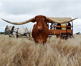 Texas Longhorn Wagon Tours and Safaris - Accommodation Rockhampton