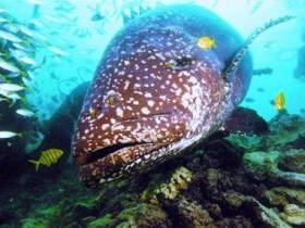 Lady Musgrave Island Dive Sites - Surfers Gold Coast