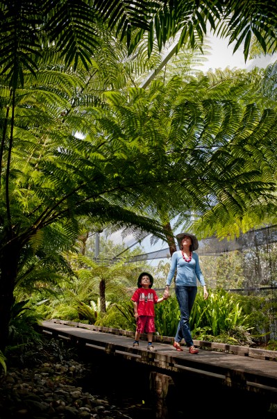 Brisbane Botanic Gardens Mount Coot-tha - thumb 8