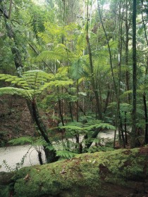 Fraser Island Great Walk - Attractions Melbourne