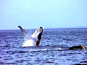 Whale Watching - Redcliffe Tourism