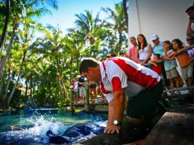 The Living Reef on Daydream Island - Redcliffe Tourism
