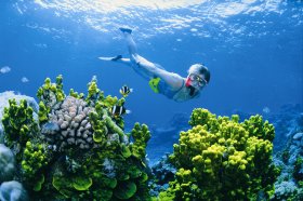 Wheeler Reef Dive Site - Tourism Cairns