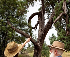 Charleville - Outback Native Timber Walk - Redcliffe Tourism