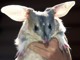 Charleville - Bilby Experience - Tourism Cairns