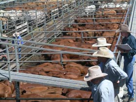 Dalrymple Sales Yards - Cattle Sales - Accommodation in Brisbane