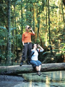 Birdwatching on the Fraser Coast - Accommodation Redcliffe