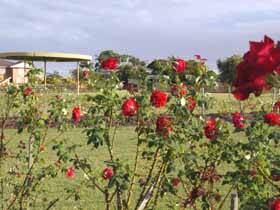 Elizabeth Park Rose Gardens - Accommodation Kalgoorlie