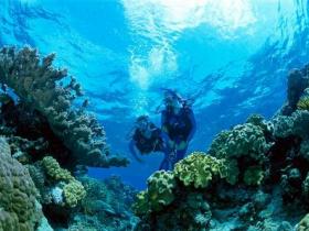 Coral Gardens Dive Site - Carnarvon Accommodation