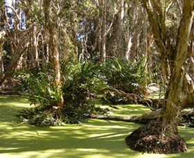 Arkarra Lagoons and Tea Gardens - Accommodation Port Macquarie