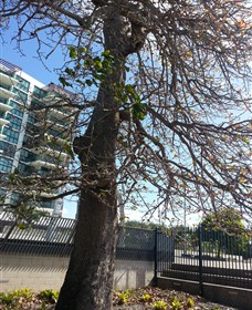 The Leichhardt Tree - Accommodation in Brisbane