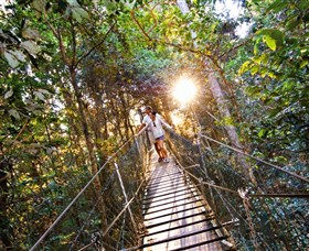 Tree Top Walkway - Tourism Cairns