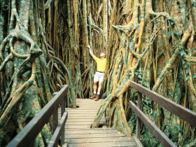 Curtain Fig Tree - Accommodation Airlie Beach