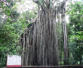 Curtain Fig National Park - Yamba Accommodation