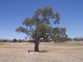 Historic Coolabah Tree - Accommodation Adelaide