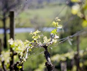 Elan Vineyard and Winery - Accommodation Mount Tamborine