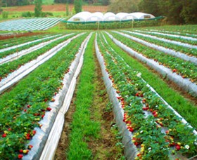 Kookaberry Strawberry Farm - Accommodation in Bendigo