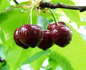 Red Hill Cherry Farm - Attractions