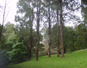 Mount Dandenong Arboretum - Accommodation Mt Buller