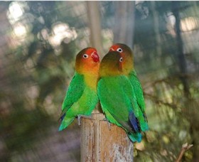 Ballarat Bird World - Find Attractions