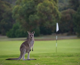 Anglesea Golf Club - Redcliffe Tourism