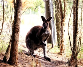 Great Ocean Road Wildlife Park - Accommodation Redcliffe