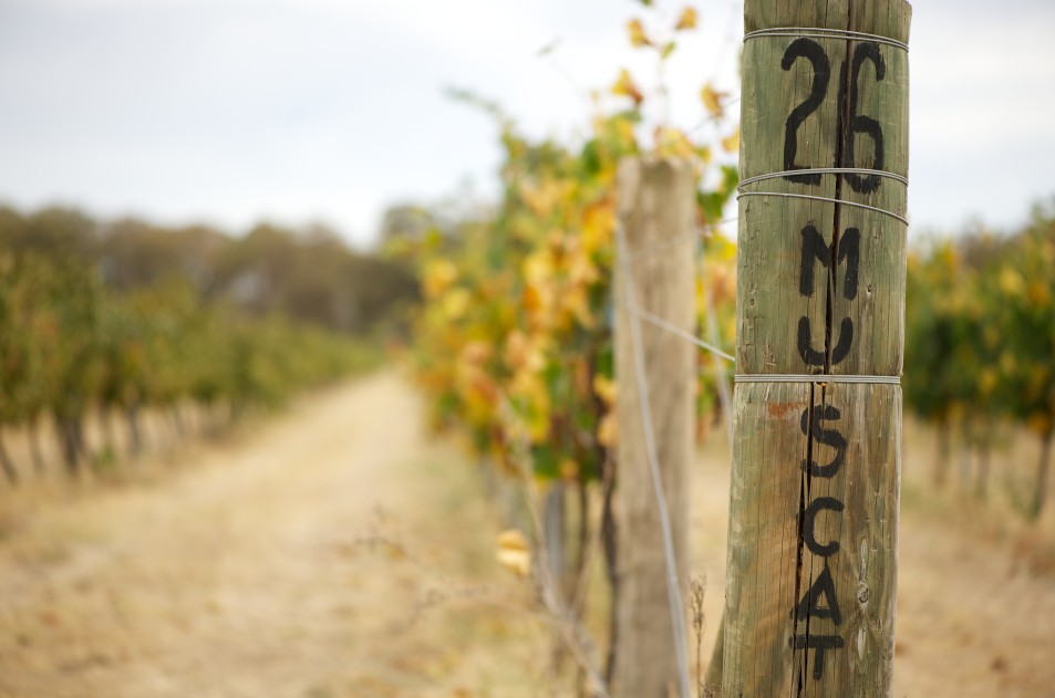 Stanton and Killeen Wines - Attractions Melbourne