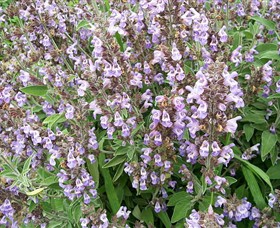 Otway Herbs - Accommodation Mount Tamborine