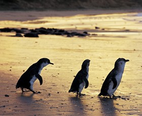 Phillip Island Nature Park - Find Attractions