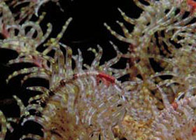 Point Danger Marine Sanctuary - Nambucca Heads Accommodation