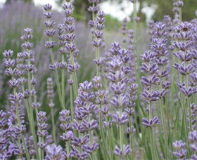 Warratina Lavender Farm - St Kilda Accommodation