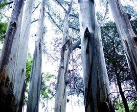 Dandenong Ranges National Park - Accommodation Adelaide