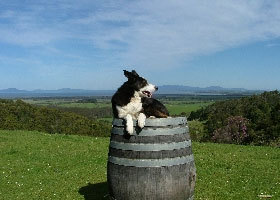 Windy Ridge Vineyard and Winery - Accommodation Brunswick Heads