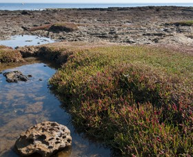 Ricketts Point Marine Sanctuary - Attractions