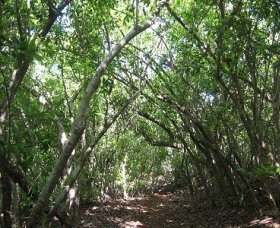 Eucalypt Trail - Find Attractions