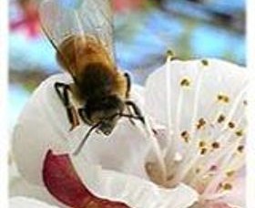 Clayridge Honey - Broome Tourism