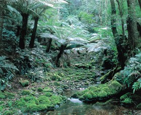 Deua National Park - Accommodation Mount Tamborine