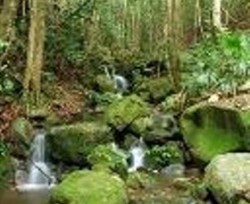 Budderoo National Park - Accommodation Mount Tamborine