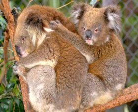 Shoalhaven Zoo - Accommodation Broken Hill