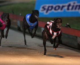 Dapto Dogs - Find Attractions
