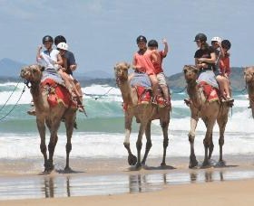Camel Rides with Coffs Coast Camels - Accommodation Sunshine Coast