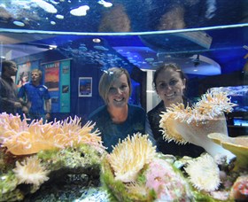 Solitary Islands Aquarium - Nambucca Heads Accommodation