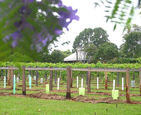 Douglas Vale Historic Homestead  Vineyard - Tourism Cairns