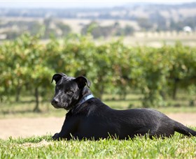 Moothi Estate Vineyard and Cellar Door - Accommodation Nelson Bay