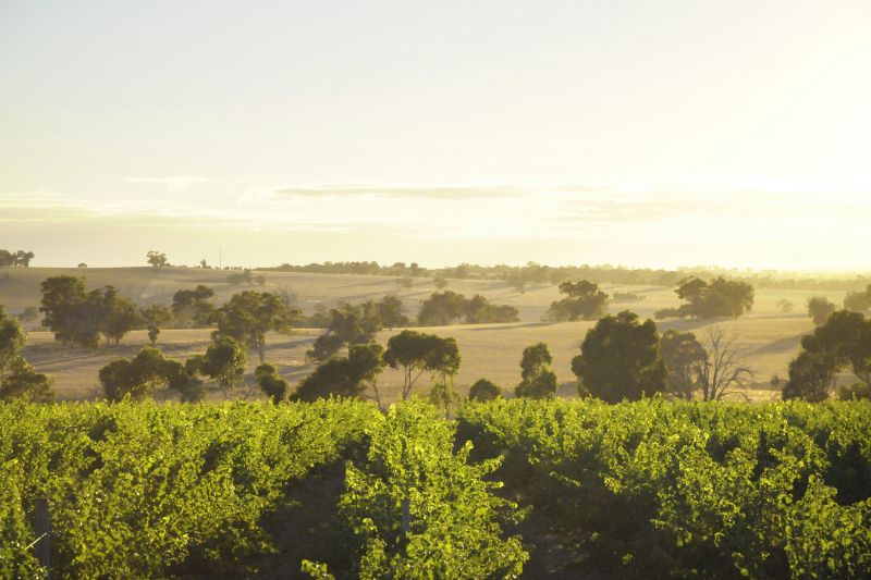 Trevelen Farm Wines - Accommodation Australia