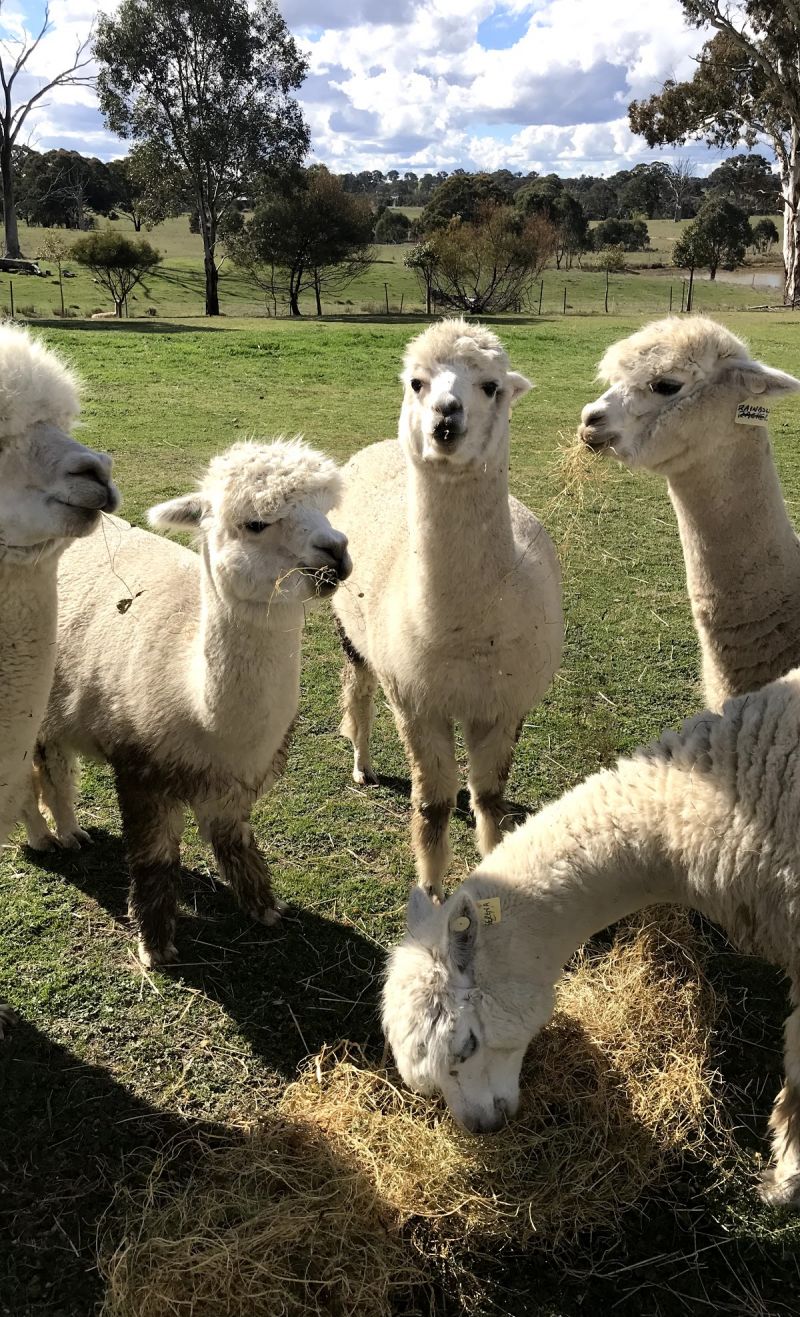 Clearview Alpacas - thumb 2