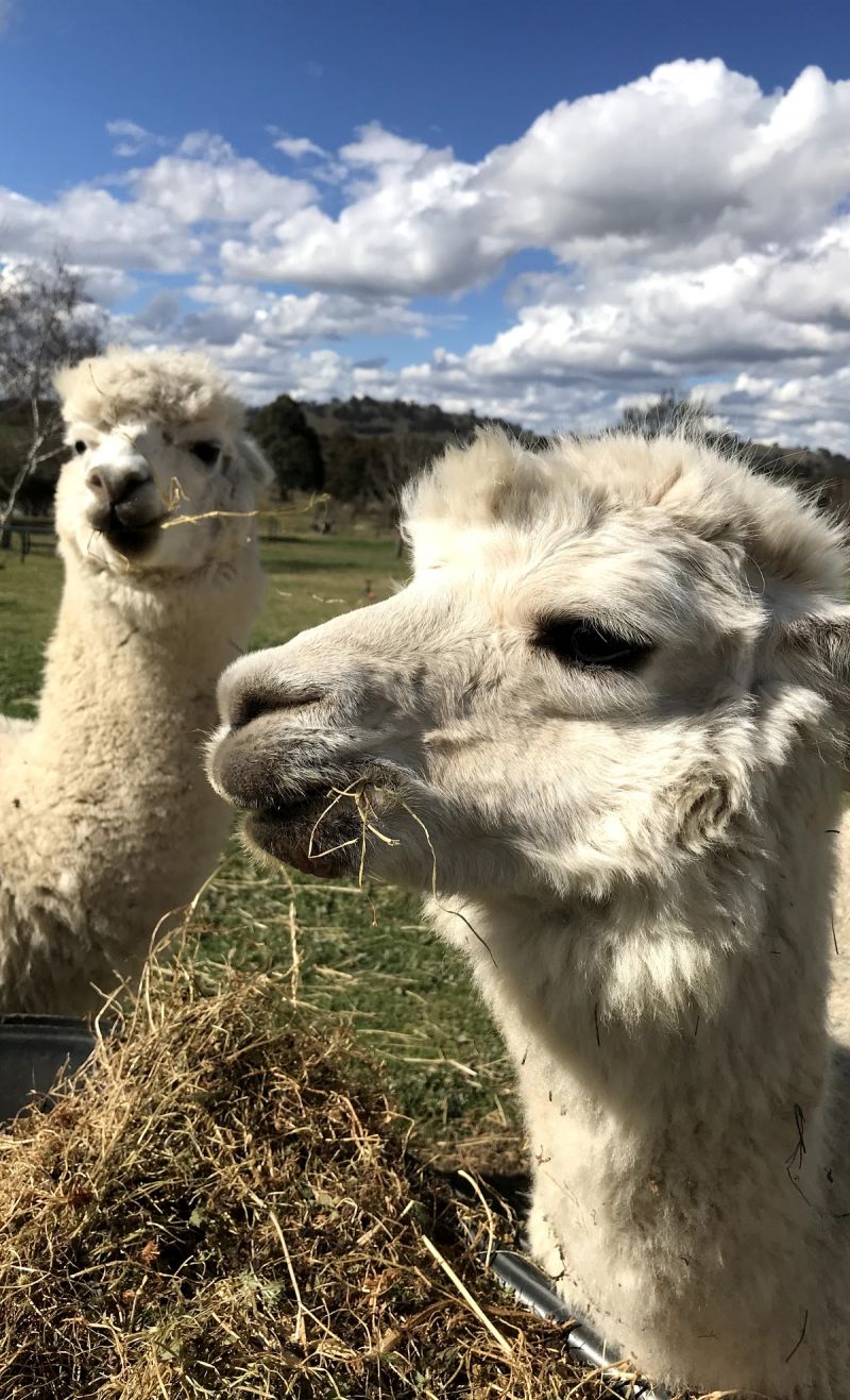 Clearview Alpacas - thumb 3