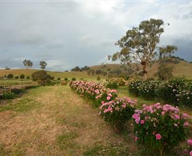 Damasque Rose Oil Farm - Accommodation Redcliffe