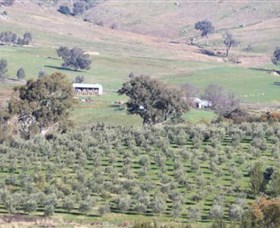 Wymah Organic Olives and Lambs