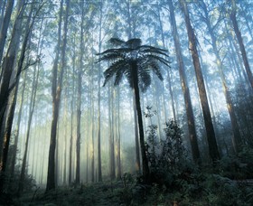 Yarra Ranges National Park - Accommodation Directory